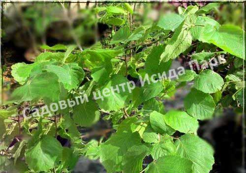 Фундук лещина Олбзуми зе Халле (Olbrzymi z Halle) Фундук лещина Олбзуми зе Халле (Olbrzymi z Halle)