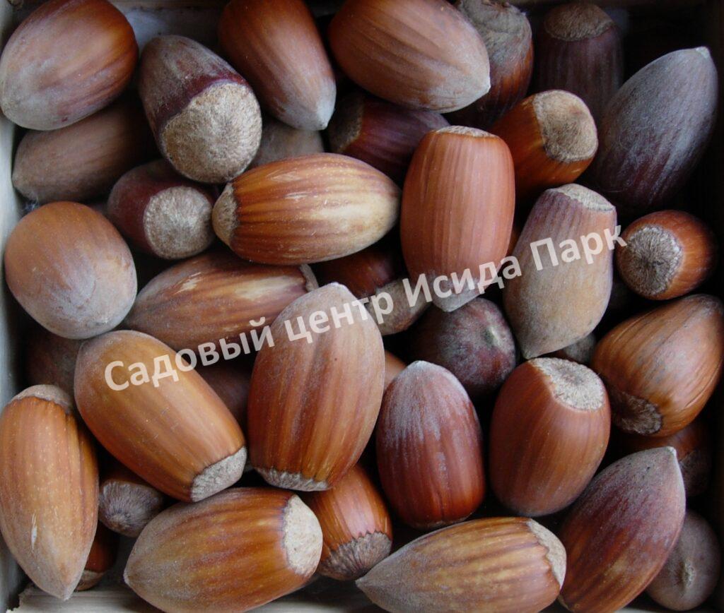 Фундук лещина Грандиозный (Grandiose) Фундук лещина Грандиозный (Grandiose)