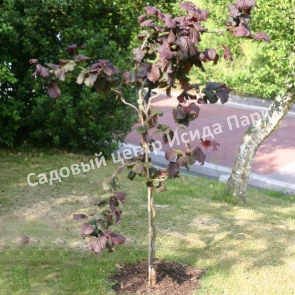 ΠΠ΅ΡΠΈΠ½Π° ΠΎΠ±ΡΠΊΠ½ΠΎΠ²Π΅Π½Π½Π°Ρ Π Π΅Π΄ ΠΠ°Π΄ΠΆΠ΅ΡΡΠΈΠΊ Π½Π° ΡΡΠ°ΠΌΠ±Π΅ (Red Majestic) ΠΠ΅ΡΠΈΠ½Π° ΠΎΠ±ΡΠΊΠ½ΠΎΠ²Π΅Π½Π½Π°Ρ Π Π΅Π΄ ΠΠ°Π΄ΠΆΠ΅ΡΡΠΈΠΊ Π½Π° ΡΡΠ°ΠΌΠ±Π΅ (Red Majestic)