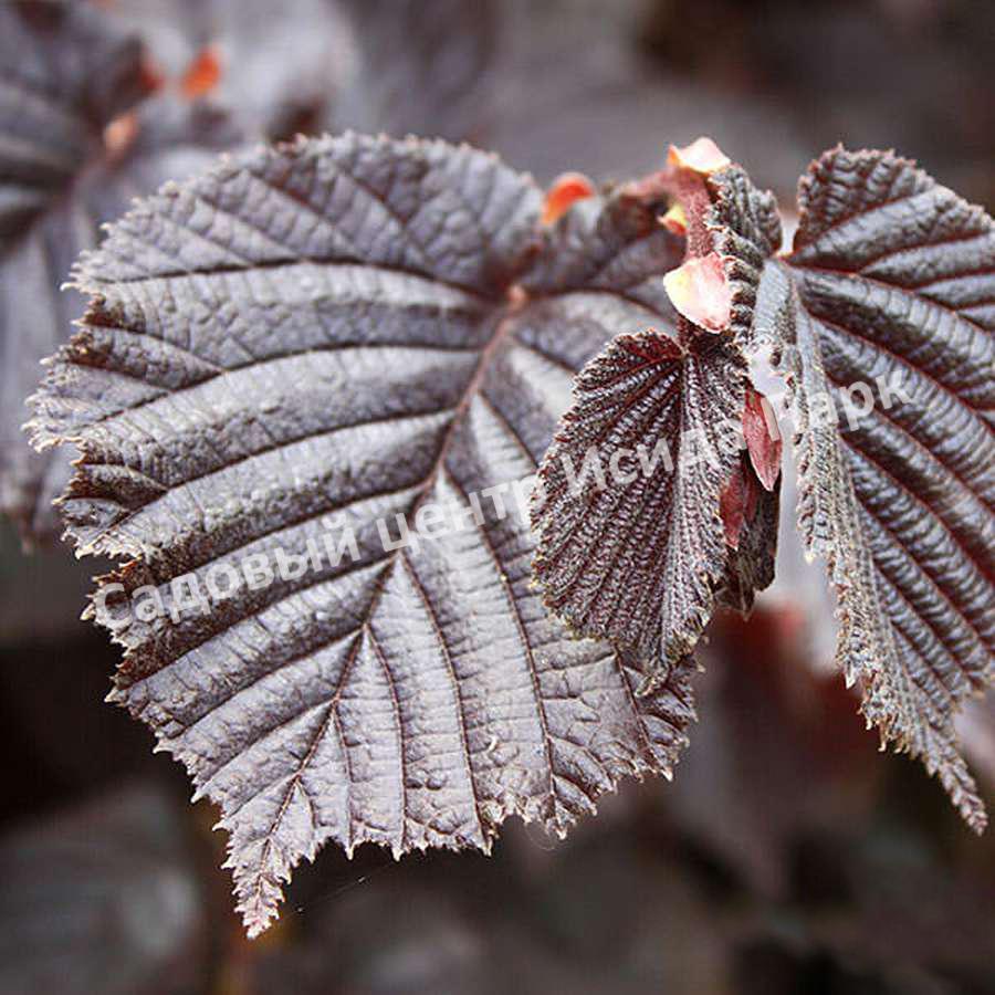 Фундук лещина Гибрид № 468 (Hybrid No. 468) Фундук лещина Гибрид № 468 (Hybrid No. 468)