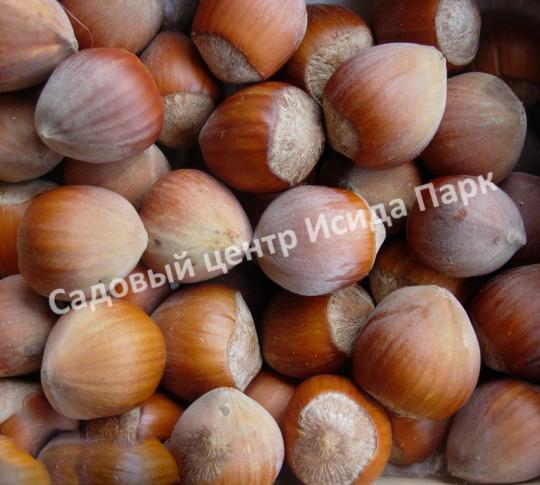 Фундук лещина Галльский целльский (Gallic Celtic) Фундук лещина Галльский целльский (Gallic Celtic)