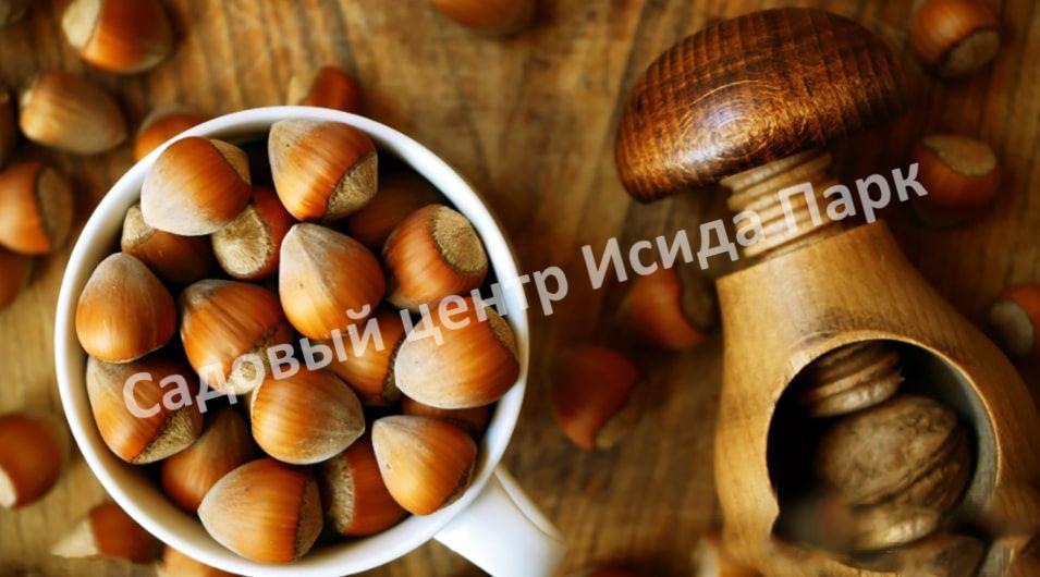 Фундук лещина Гулшишвела (Gulshishvela) Фундук лещина Гулшишвела (Gulshishvela)