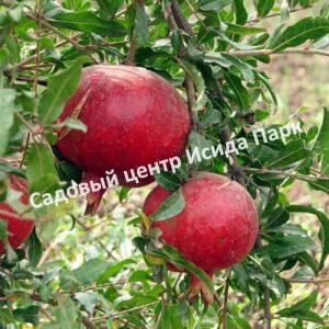 Гранат Шамахынский (Shamakhy)