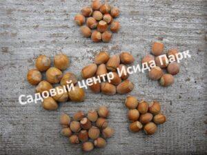 Фундук лещина Гибрид 19 (Hybrid 19)