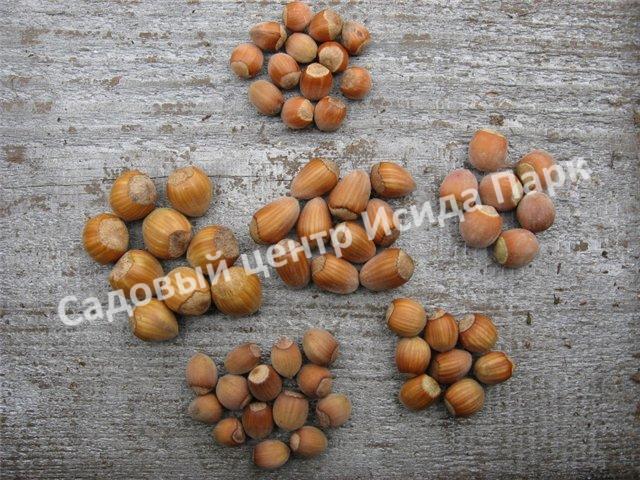 Фундук лещина Гибрид 19 (Hybrid 19) Фундук лещина Гибрид 19 (Hybrid 19)