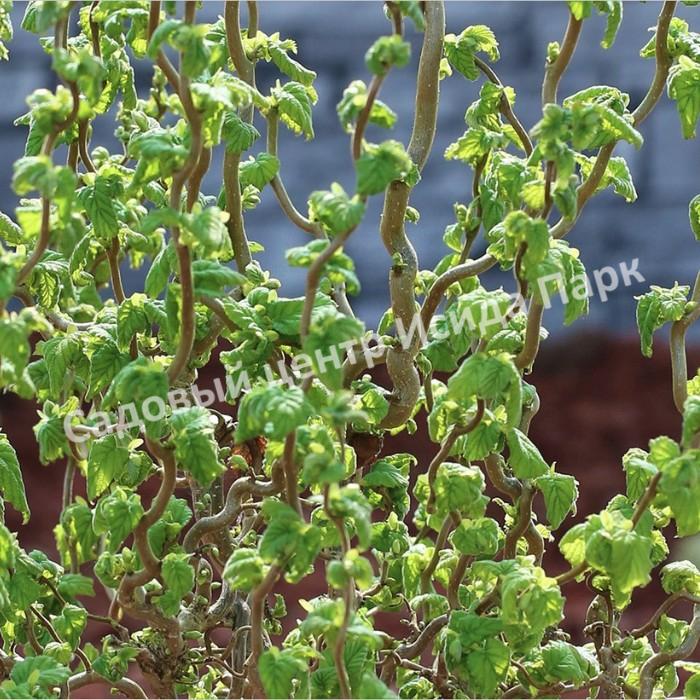 Фундук лещина обыкновенная Скутер (Scooter) Фундук лещина обыкновенная Скутер (Scooter)