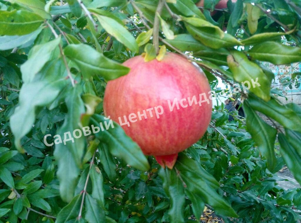 Гранат Азиатский (Asian)