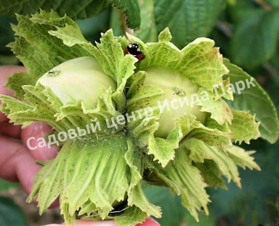 Фундук лещина Болградская новинка (Bolgrad novelty) Фундук лещина Болградская новинка (Bolgrad novelty)