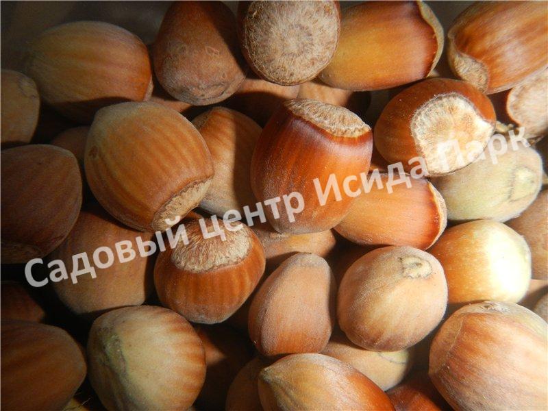 Фундук лещина Гибрид № 468 (Hybrid No. 468) Фундук лещина Гибрид № 468 (Hybrid No. 468)