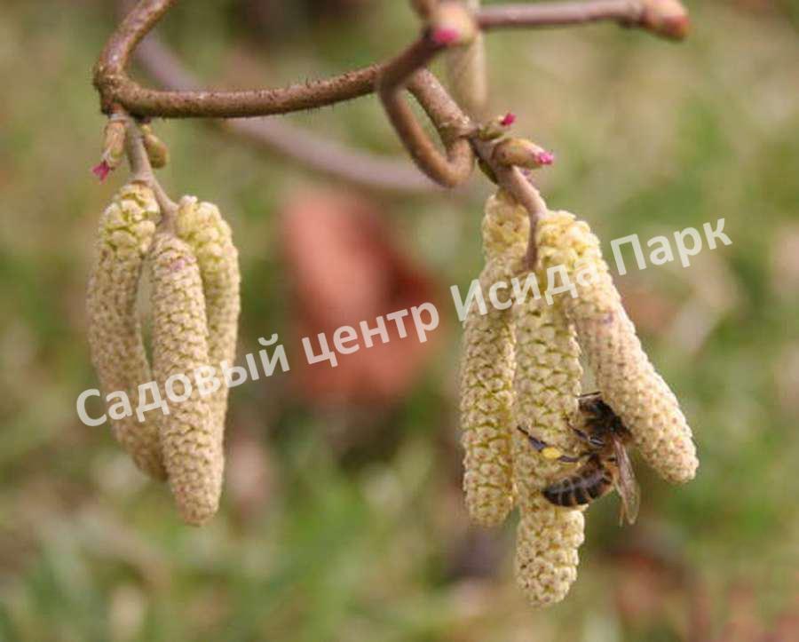Фундук лещина Гибрид 39 (Hybrid 39) Фундук лещина Гибрид 39 (Hybrid 39)