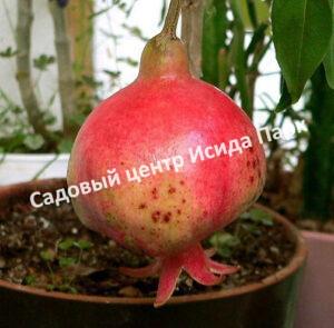 Гранат Бейби (Baby)