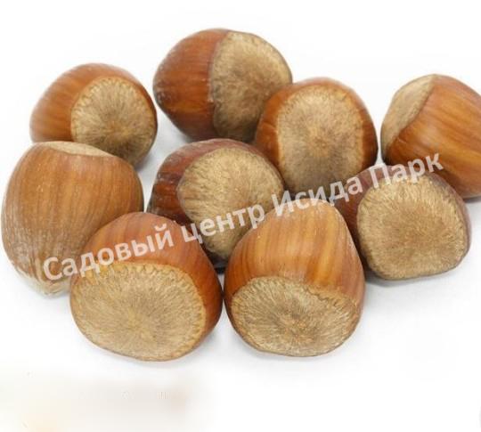 Фундук лещина Боровской (Borovskaya) Фундук лещина Боровской (Borovskaya)