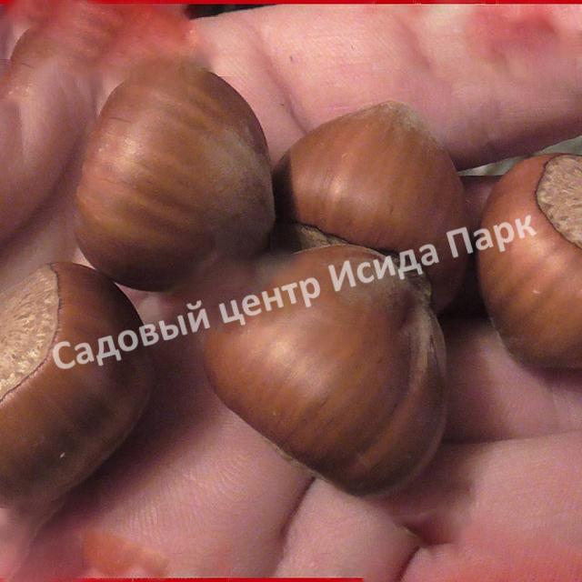 Фундук лещина Боровской (Borovskaya) Фундук лещина Боровской (Borovskaya)