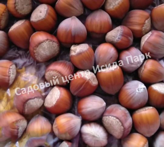 Фундук лещина Боровской (Borovskaya) Фундук лещина Боровской (Borovskaya)