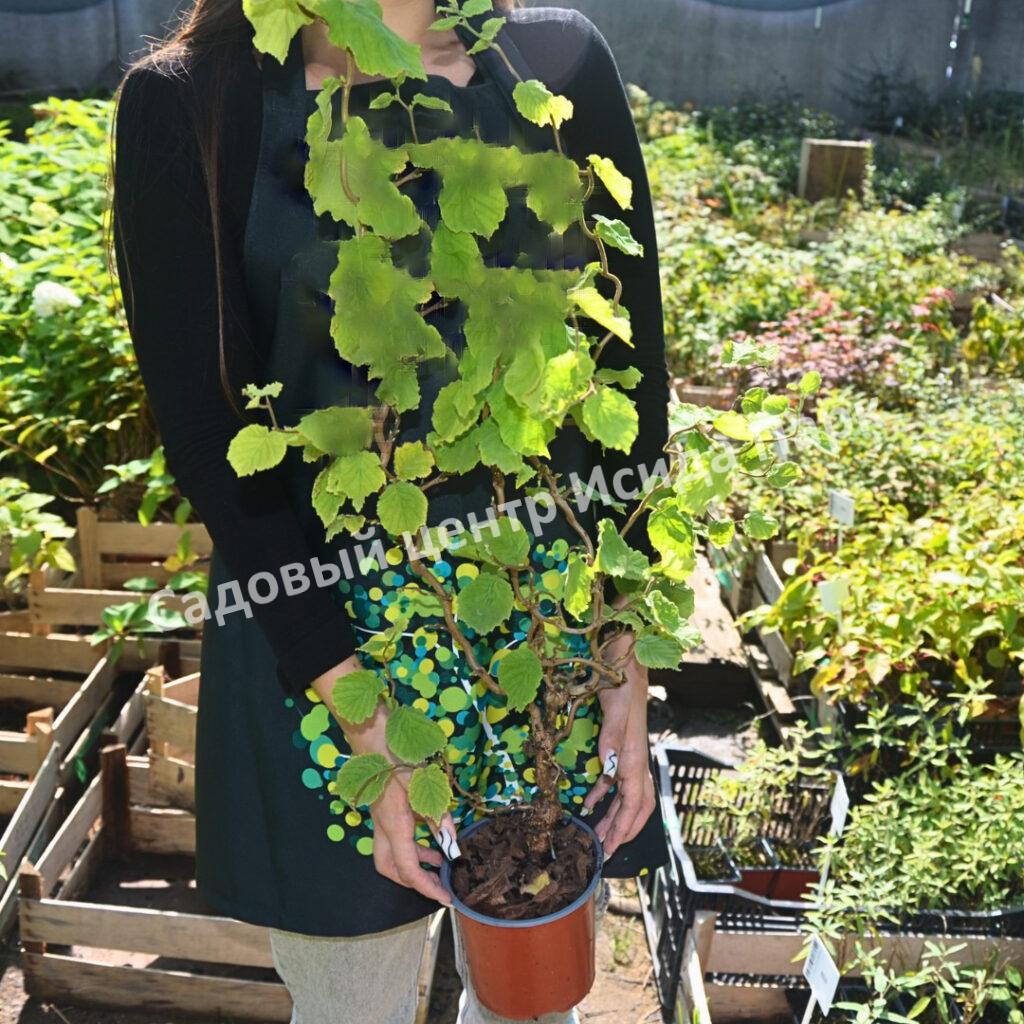 Фундук лещина обыкновенная Скутер (Scooter) Фундук лещина обыкновенная Скутер (Scooter)