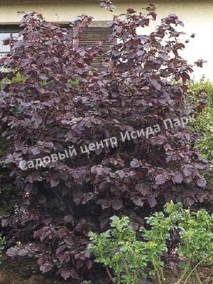 Фундук лещина обыкновенная пурпурная Атропурпурея (Atropurpurea) Фундук лещина обыкновенная пурпурная Атропурпурея (Atropurpurea)