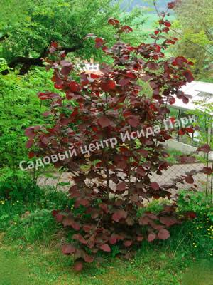 Фундук лещина обыкновенная пурпурная Атропурпурея (Atropurpurea) Фундук лещина обыкновенная пурпурная Атропурпурея (Atropurpurea)