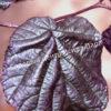 Фундук лещина обыкновенная пурпурная Атропурпурея (Atropurpurea) 7
