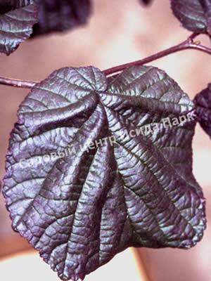 Фундук лещина обыкновенная пурпурная Атропурпурея (Atropurpurea) Фундук лещина обыкновенная пурпурная Атропурпурея (Atropurpurea)