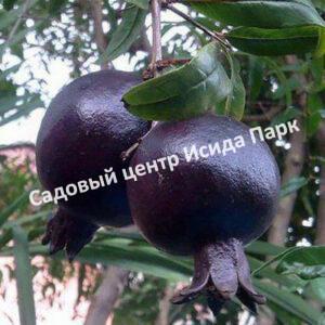 Гранат Дхолка (Dholka)