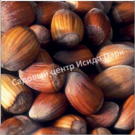 Фундук лещина Варташенский 2/39 (Vartashensky 2/39) Фундук лещина Варташенский 2/39 (Vartashensky 2/39)