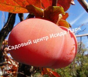 Хурма Джиро (Giro)