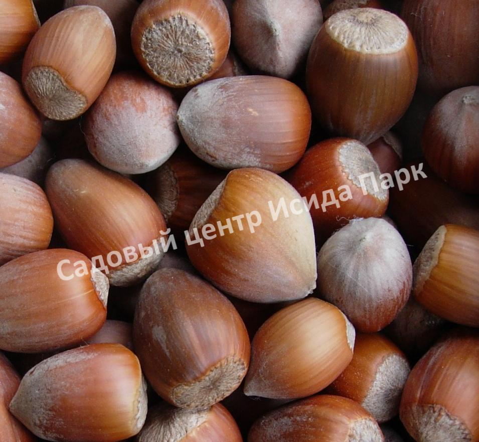 Фундук лещина Гибрид № 490 (Hybrid No. 490) Фундук лещина Гибрид № 490 (Hybrid No. 490)