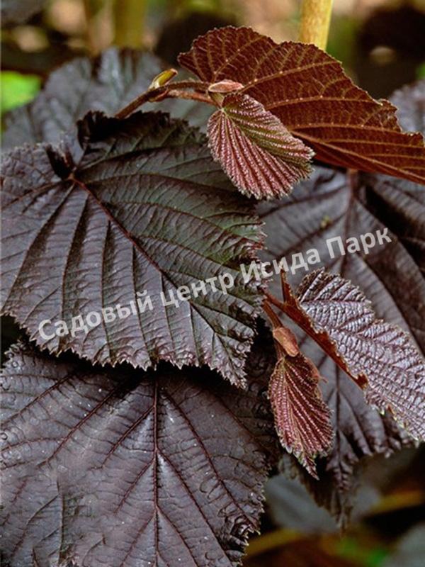 Фундук Лещина обыкновенная Пурпуреа на штамбе (Purpurea) Фундук Лещина обыкновенная Пурпуреа на штамбе (Purpurea)