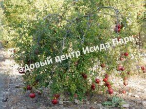Гранат Бельдиби (Beldibi)