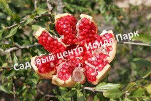 Гранат Моллар де Эльче (Mollar de Elche)