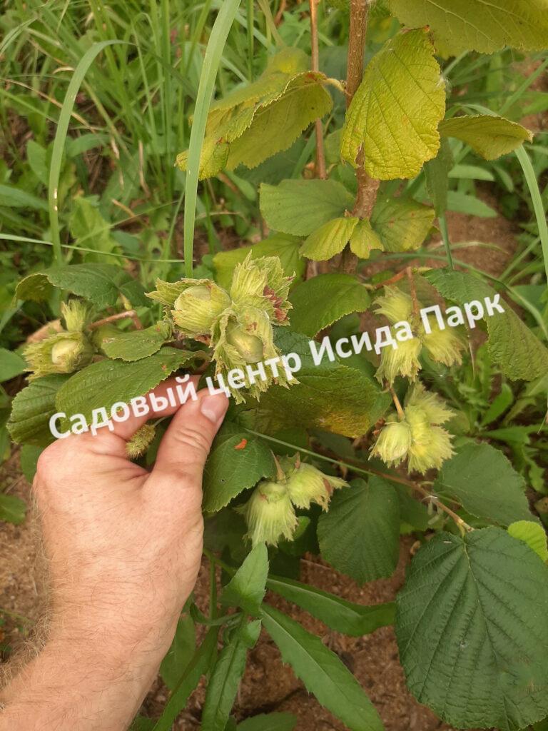 Фундук лещина Губенский (Provincial) Фундук лещина Губенский (Provincial)