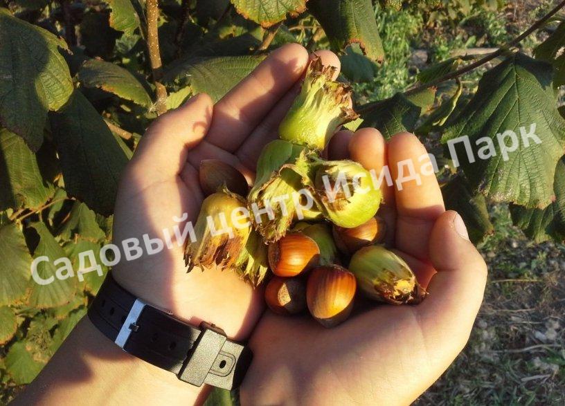 Фундук лещина Барселонский угловатый (Barcelona’s Angular) Фундук лещина Барселонский угловатый (Barcelona’s Angular)