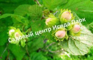 Фундук лещина Гибрид № 1 ТСХА (Hybrid No. 1 TLC)