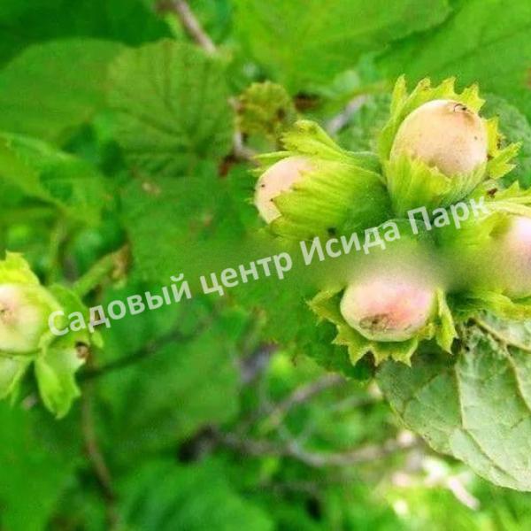 Фундук лещина Гибрид № 1 ТСХА (Hybrid No. 1 TLC) Фундук лещина Гибрид № 1 ТСХА (Hybrid No. 1 TLC)