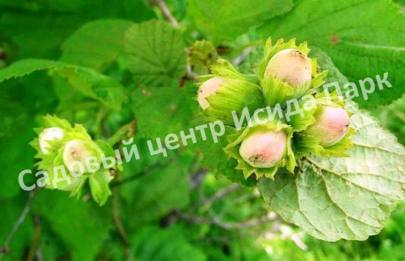Фундук лещина Гибрид № 1 ТСХА (Hybrid No. 1 TLC) Фундук лещина Гибрид № 1 ТСХА (Hybrid No. 1 TLC)