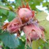 Фундук лещина Ламберта Краснолистный (Lambert the Red-leaved) 1