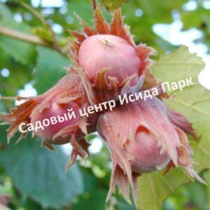 Фундук лещина Ламберта Краснолистный (Lambert the Red-leaved)