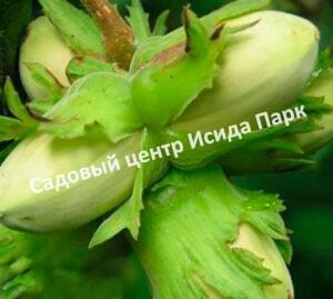 Фундук лещина Грандиозный (Grandiose)