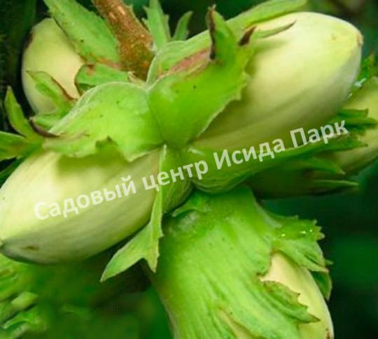 Фундук лещина Грандиозный (Grandiose) Фундук лещина Грандиозный (Grandiose)