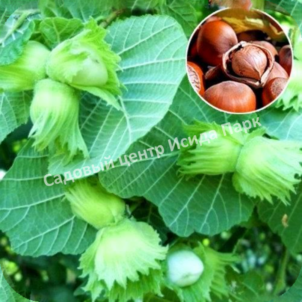 Фундук лещина Боровской (Borovskaya) Фундук лещина Боровской (Borovskaya)