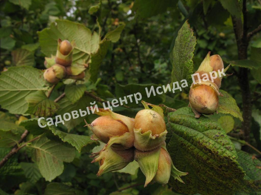 Фундук лещина Галльский целльский (Gallic Celtic) Фундук лещина Галльский целльский (Gallic Celtic)