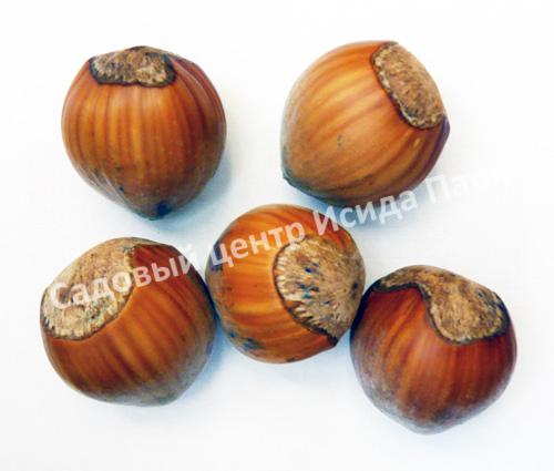 Фундук лещина Гибрид 19 (Hybrid 19) Фундук лещина Гибрид 19 (Hybrid 19)