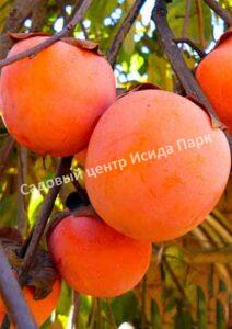 Хурма Гигант (The Giant)