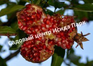 Гранат Азербайджан (Azerbaijan)