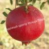 Гранат Лод-Жуар (Lode Jouard) 1