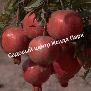 Гранат Рас Ел Бахл (Ras El Bahr)