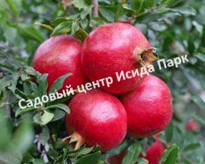 Гранат Шах-нар (Shah nar)