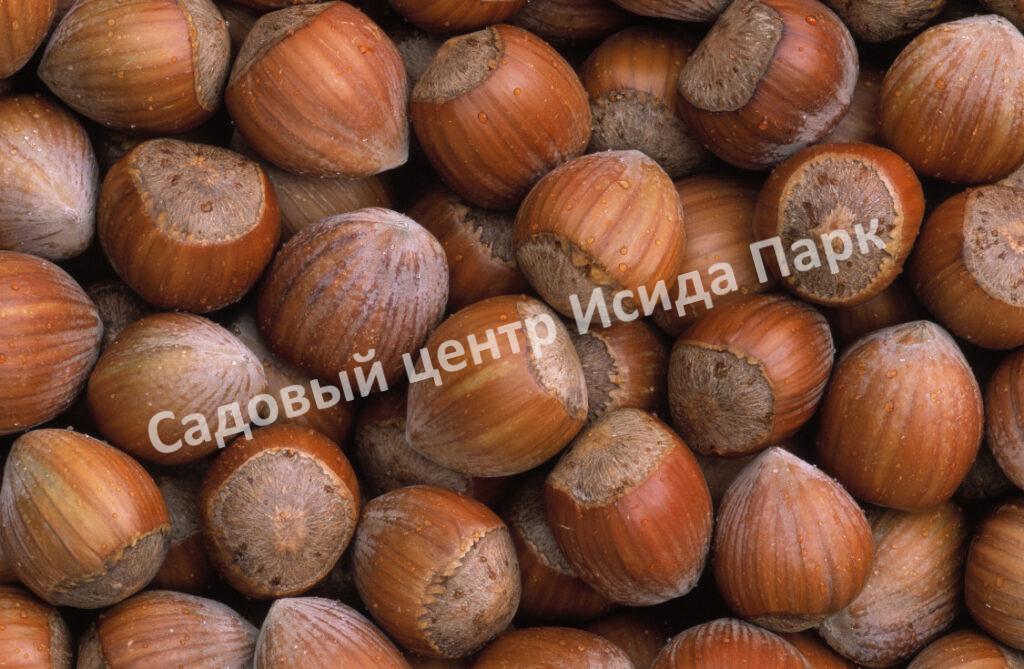 Фундук лещина Гулшишвела (Gulshishvela)