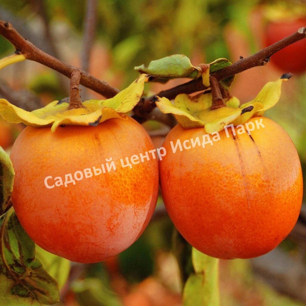 Хурма Хиакуме (Hiakume)