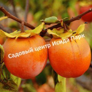 Хурма Хиакуме (Hiakume)